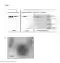 Fig. 13 - Vault complexes for facilitating biomolecule delivery