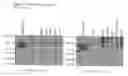 Fig. 25 - Method for the detection of endometriosis using an ME-2 antigen