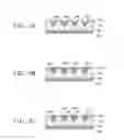Fig. 06 - Paste for back contact-type solar cell