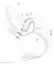 Fig. 08 - Adjustable breast support garment