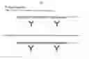 Fig. 07 - PROTEIN SPLICE VARIANT / ISOFORM DISCRIMINATION AND QUANTITATIVE MEASUREMENTS THEREOF