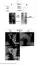 Fig. 04 - Methods using O-alkylguanine-DNA alkytransferase