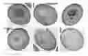 Fig. 01 - Glycosylation of molecules