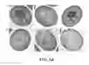 Fig. 82 - Glycosylation of molecules