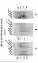 Fig. 07 - Methods of treating neuropathic pain with an environ polypeptide