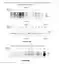Fig. 09 - Methods and compositions for treating neurodegenerative disorders and Alzheimer's disease and improving normal memory