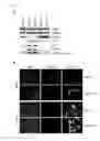 Fig. 05 - Peptides for inhibiting the HPV-E6 oncoprotein