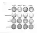 Fig. 06 - Peptides for inhibiting the HPV-E6 oncoprotein