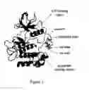 Fig. 02 - Pharmaceutical compositions comprising RET inhibitors and methods for the treatment of cancer