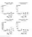 Fig. 19 - SEMI-SOFT C-CLASS IMMUNOSTIMULATORY OLIGONUCLEOTIDES