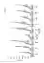 Fig. 35 - SEMI-SOFT C-CLASS IMMUNOSTIMULATORY OLIGONUCLEOTIDES