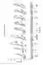 Fig. 40 - SEMI-SOFT C-CLASS IMMUNOSTIMULATORY OLIGONUCLEOTIDES