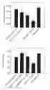 Fig. 01 - PROMOTERS EXHIBITING ENDOTHELIAL CELL SPECIFICITY AND METHODS OF USING SAME