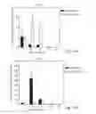 Fig. 22 - PROMOTERS EXHIBITING ENDOTHELIAL CELL SPECIFICITY AND METHODS OF USING SAME