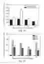 Fig. 30 - PROMOTERS EXHIBITING ENDOTHELIAL CELL SPECIFICITY AND METHODS OF USING SAME