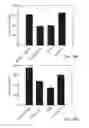Fig. 33 - PROMOTERS EXHIBITING ENDOTHELIAL CELL SPECIFICITY AND METHODS OF USING SAME