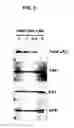 Fig. 06 - Inhibitors of ASS and Synuclein Aggregation