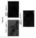 Fig. 07 - Modulation of fibroblast activity