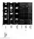 Fig. 09 - Modulation of fibroblast activity