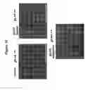 Fig. 12 - Modulation of fibroblast activity