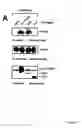 Fig. 08 - NOVEL DEATH DOMAIN PROTEINS