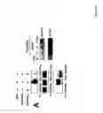 Fig. 11 - NOVEL DEATH DOMAIN PROTEINS