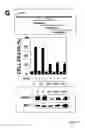 Fig. 17 - NOVEL DEATH DOMAIN PROTEINS