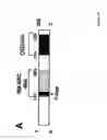 Fig. 18 - NOVEL DEATH DOMAIN PROTEINS