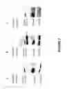 Fig. 22 - NOVEL DEATH DOMAIN PROTEINS