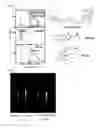 Fig. 03 - Compound and functional luminescent probe comprising the same