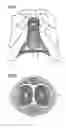 Fig. 02 - Stimulation of penis erection