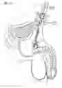 Fig. 15 - Stimulation of penis erection