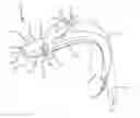 Fig. 01 - Laryngoscope guide and related method of use