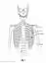 Fig. 02 - Expandable thoracic access port