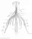 Fig. 01 - VENA CAVA FILTER HAVING PLURALITY OF HOOKS