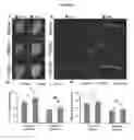 Fig. 09 - BIOLOGICALLY DERIVED COMPOSITE TISSUE ENGINEERING