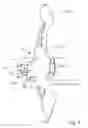 Fig. 09 - Structure and method for stabilizing an archers hand
