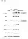Fig. 08 - Molecular Determinants Associated With Prostate Cancer And Methods Of Use Thereof