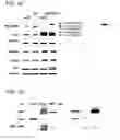 Fig. 09 - Molecular Determinants Associated With Prostate Cancer And Methods Of Use Thereof