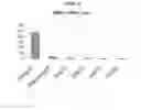 Fig. 24 - METHODS OF MANUFACTURE OF IMMUNOCOMPATIBLE AMNIOTIC MEMBRANE PRODUCTS