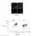 Fig. 08 - Methods and compositions for detecting receptor-ligand interactions in single cells