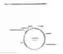 Fig. 04 - Self-Replicating Vector Lacking An Antibiotic-Resistance Gene