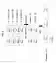 Fig. 02 - Isobaric tags for analyte detection and quantification