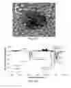 Fig. 11 - WATER SOLUBLE PH RESPONSIVE FLUORESCENT NANOPARTICLES