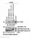 Fig. 01 - MUC1, caspase-8, and DED-containing proteins