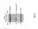 Fig. 06 - MUC1, caspase-8, and DED-containing proteins