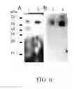 Fig. 07 - Recombinant proteins having haemostatic activity and capable of inducing platelet aggregation