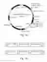 Fig. 02 - PROMOTERS EXHIBITING ENDOTHELIAL CELL SPECIFICITY AND METHODS OF USING SAME FOR REGULATION OF ANGIOGENESIS