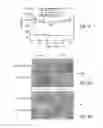 Fig. 07 - PROMOTERS EXHIBITING ENDOTHELIAL CELL SPECIFICITY AND METHODS OF USING SAME FOR REGULATION OF ANGIOGENESIS