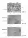 Fig. 08 - PROMOTERS EXHIBITING ENDOTHELIAL CELL SPECIFICITY AND METHODS OF USING SAME FOR REGULATION OF ANGIOGENESIS